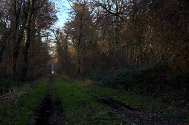 Gün batımında parkın ortasında yapraklarla kaplı bir patika.