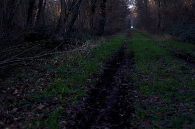 Gün batımında parkın ortasında yapraklarla kaplı bir patika.