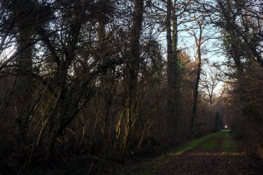 Gün batımında ağaçların arasından gelen güneş ışığıyla kaplı parkta yapraklarla kaplı bir yol.