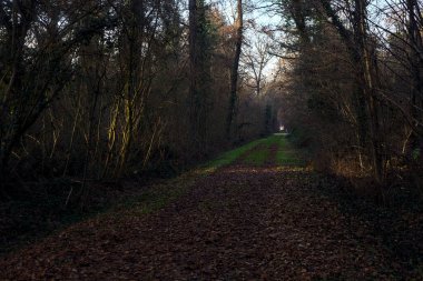 Gün batımında ağaçların arasından gelen güneş ışığıyla kaplı parkta yapraklarla kaplı bir yol.