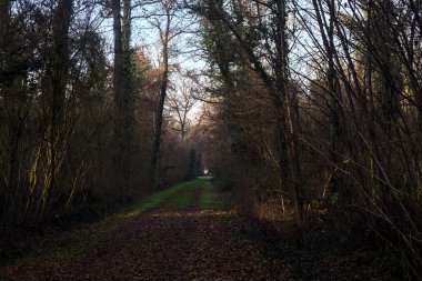 Gün batımında ağaçların arasından gelen güneş ışığıyla kaplı parkta yapraklarla kaplı bir yol.
