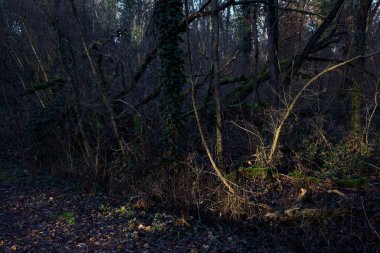 Gün batımında ağaçların arasından gelen güneş ışığıyla kaplı parkta yapraklarla kaplı bir yol.