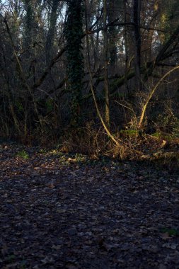 Gün batımında ağaçların arasından gelen güneş ışığıyla kaplı parkta yapraklarla kaplı bir yol.