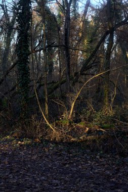 Gün batımında ağaçların arasından gelen güneş ışığıyla kaplı parkta yapraklarla kaplı bir yol.
