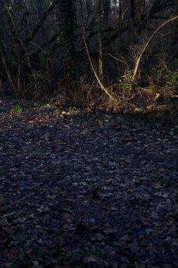 Gün batımında ağaçların arasından gelen güneş ışığıyla kaplı parkta yapraklarla kaplı bir yol.