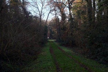 Gün batımında parkın ortasında yapraklarla kaplı bir patika.