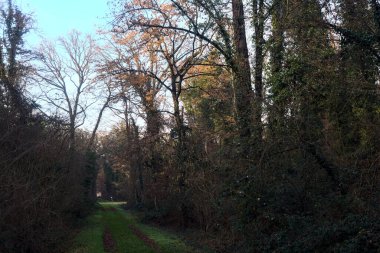 Çimlerin ve yaprakların olduğu patika gün batımında bir parkta açık bir alana çıkar.
