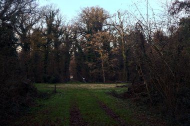 Çimlerin ve yaprakların olduğu patika gün batımında bir parkta açık bir alana çıkar.