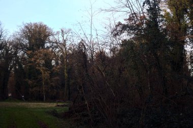 Çimlerin ve yaprakların olduğu patika gün batımında bir parkta açık bir alana çıkar.