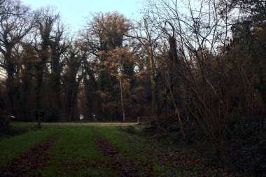 Çimlerin ve yaprakların olduğu patika gün batımında bir parkta açık bir alana çıkar.