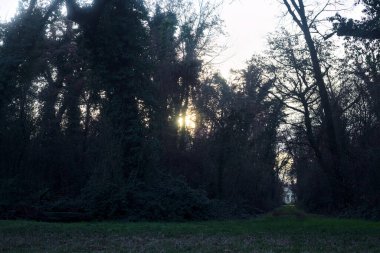 Gün batımında bir parkta açık bir alandan başlayan yol