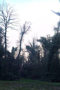 Gün batımında bir parkta açık bir alandan başlayan yol