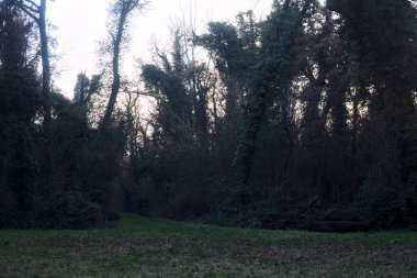 Gün batımında bir parkta açık bir alandan başlayan yol