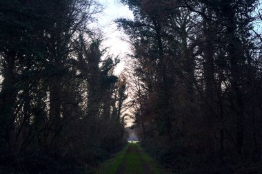 Gün batımında parkın ortasında yapraklarla kaplı bir patika.