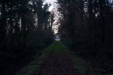 Gün batımında parkın ortasında yapraklarla kaplı bir patika.