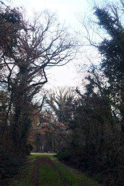 Gün batımında parkın ortasında yapraklarla kaplı bir patika.