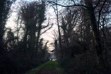 Gün batımında parkın ortasında yapraklarla kaplı bir patika.