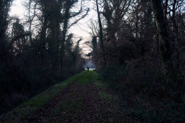 Gün batımında parkın ortasında yapraklarla kaplı bir patika.