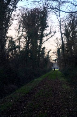 Gün batımında parkın ortasında yapraklarla kaplı bir patika.