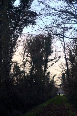 Gün batımında parkın ortasında yapraklarla kaplı bir patika.