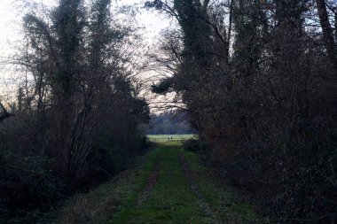 Bir çayıra giden ve gün batımında parkın sonundaki bir ağaçla biten patika.