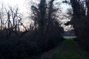 Bir çayıra giden ve gün batımında parkın sonundaki bir ağaçla biten patika.