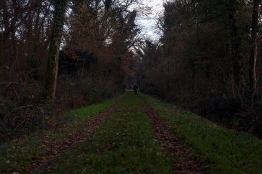 Gün batımında parkın ortasında yapraklarla kaplı bir patika.