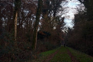 Gün batımında parkın ortasında yapraklarla kaplı bir patika.