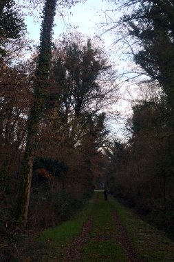 Gün batımında parkın ortasında yapraklarla kaplı bir patika.