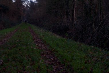 Gün batımında parkın ortasında yapraklarla kaplı bir patika.