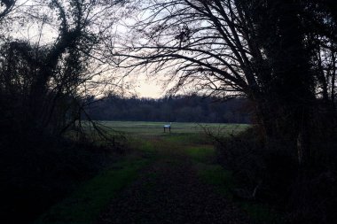 Bir çayıra giden ve gün batımında parkın sonundaki bir ağaçla biten patika.