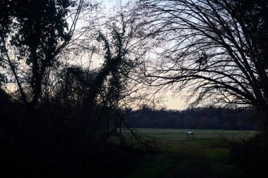 Bir çayıra giden ve gün batımında parkın sonundaki bir ağaçla biten patika.