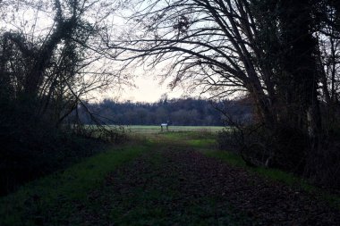 Bir çayıra giden ve gün batımında parkın sonundaki bir ağaçla biten patika.