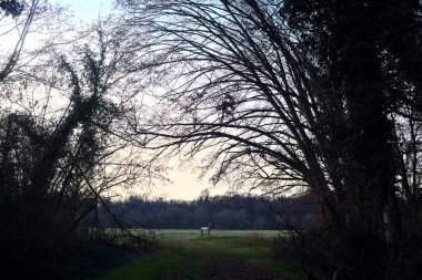 Bir çayıra giden ve gün batımında parkın sonundaki bir ağaçla biten patika.