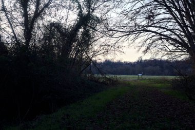 Bir çayıra giden ve gün batımında parkın sonundaki bir ağaçla biten patika.