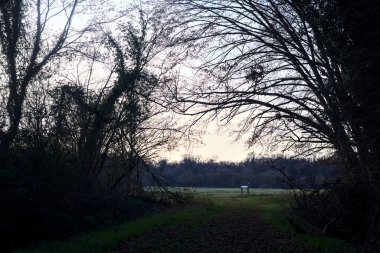 Bir çayıra giden ve gün batımında parkın sonundaki bir ağaçla biten patika.