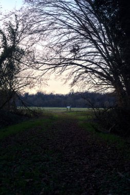 Bir çayıra giden ve gün batımında parkın sonundaki bir ağaçla biten patika.