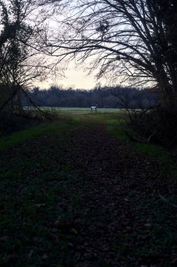 Bir çayıra giden ve gün batımında parkın sonundaki bir ağaçla biten patika.