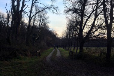 Gün batımında İtalya kırsalında bir orman ve bir sıra ağaçla çevrili bir yol.