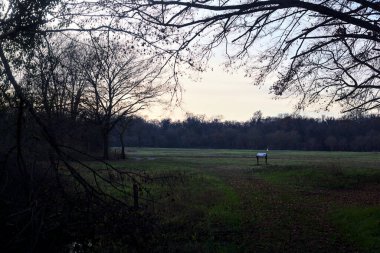 Bir çayıra giden ve gün batımında parkın sonundaki bir ağaçla biten patika.