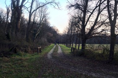 Gün batımında İtalya kırsalında bir orman ve bir sıra ağaçla çevrili bir yol.