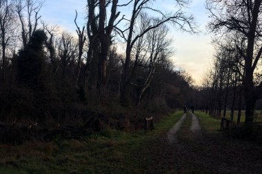 Gün batımında İtalya kırsalında bir orman ve bir sıra ağaçla çevrili bir yol.