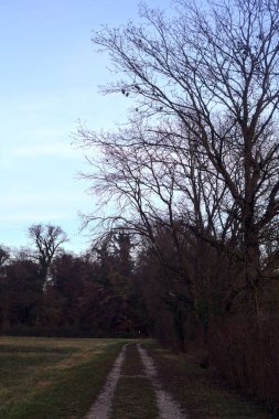 Gün batımında bir çayırın yanındaki ağaçlarla çevrili çakıl yolu.