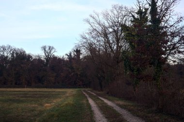 Gün batımında bir çayırın yanındaki ağaçlarla çevrili çakıl yolu.