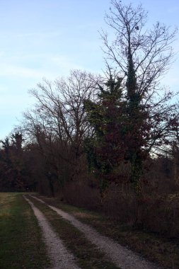 Gün batımında bir çayırın yanındaki ağaçlarla çevrili çakıl yolu.