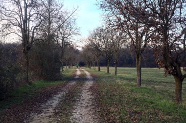 Gün batımında parkta iki sıra ağaçla çevrili bir yol.