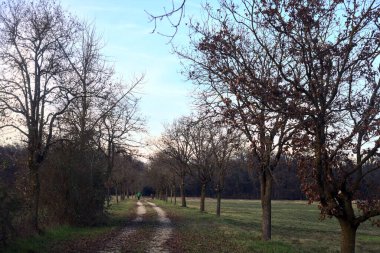 Gün batımında parkta iki sıra ağaçla çevrili bir yol.
