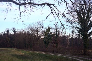 Gün batımında bir çayırın yanındaki ağaçlarla çevrili çakıl yolu.