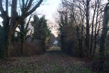 Gün batımında parkın ortasında yapraklarla kaplı bir patika.