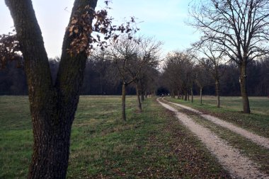 Gün batımında parkta iki sıra ağaçla çevrili bir yol.